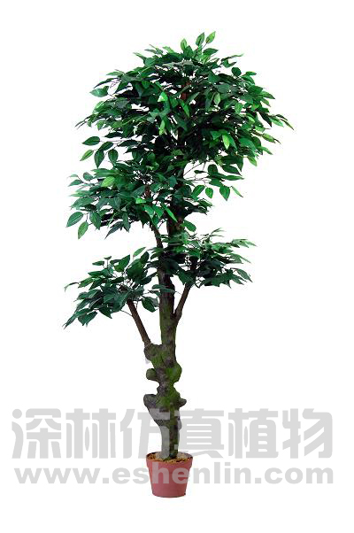榕树