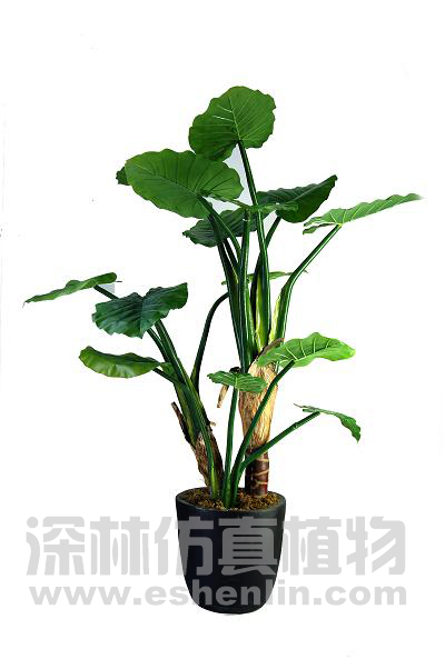 滴水观音