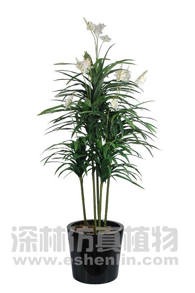 5叉剑兰花