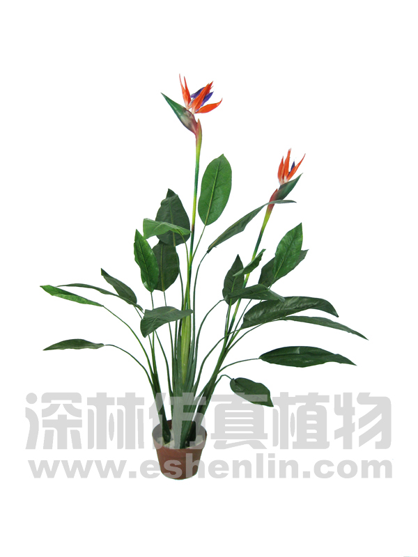 天堂鸟