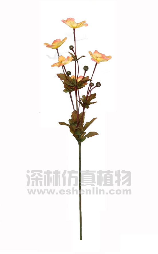 波斯菊