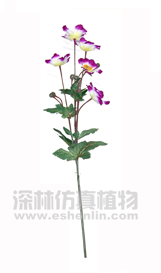 波斯菊
