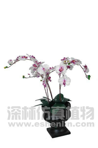 蝴蝶兰