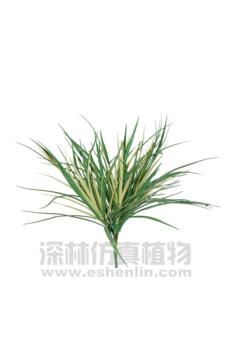 丝兰