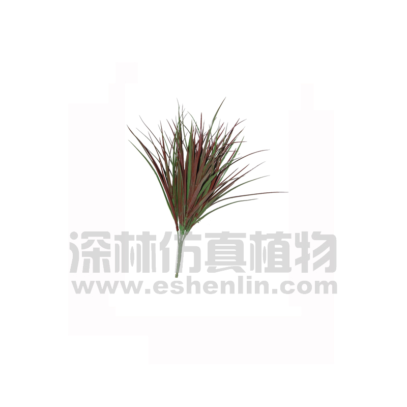 丝兰
