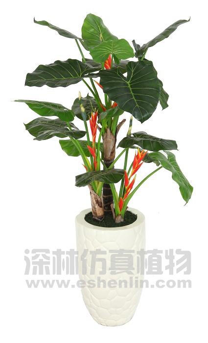 滴水观音