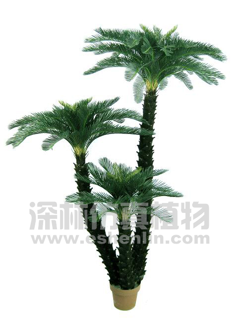 铁树
