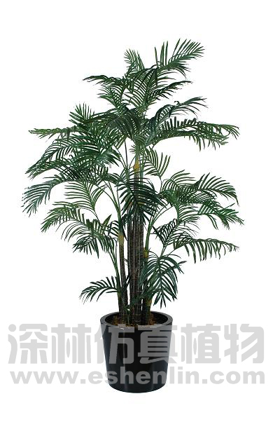 夏威夷葵