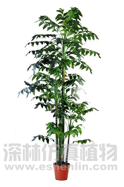 鱼尾葵