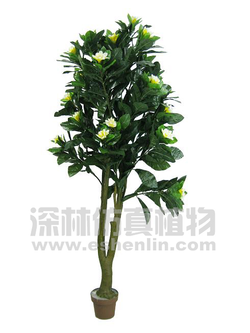 鸡蛋花