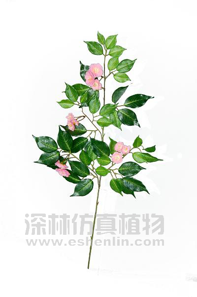 新樱桃单支