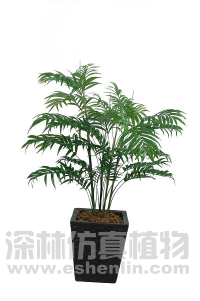 竹葵