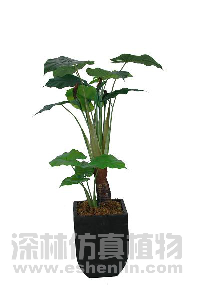 芋头