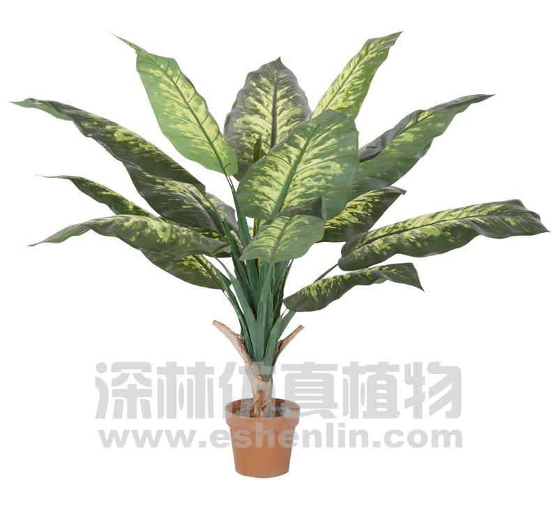 特大万年青