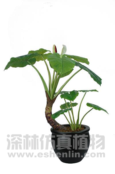 霸王芋