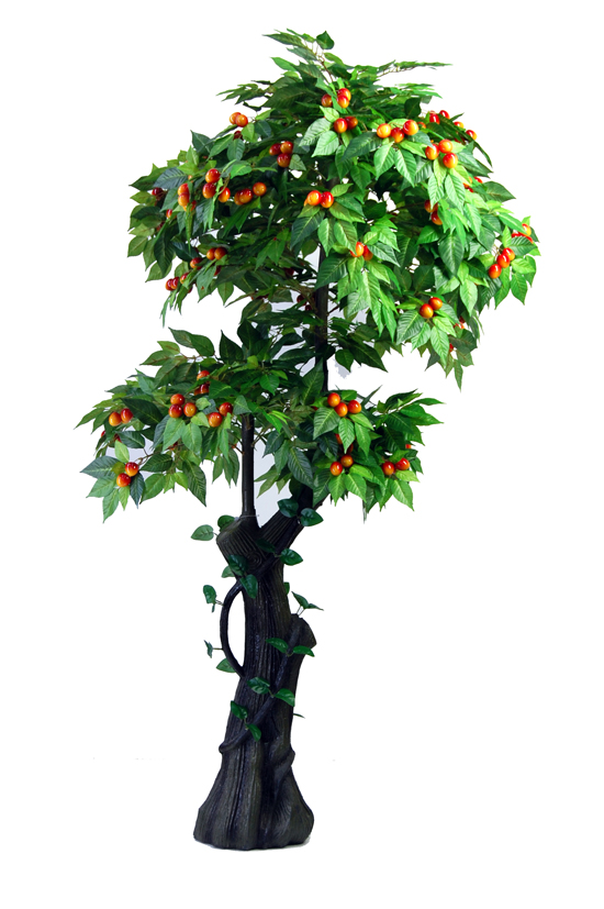 product name: 樱桃树