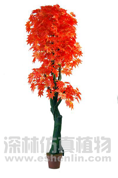 枫树