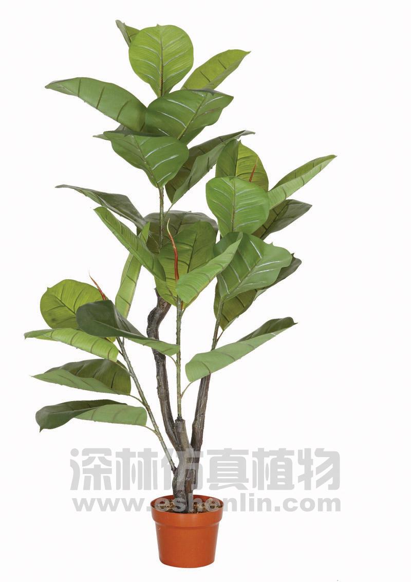橡树