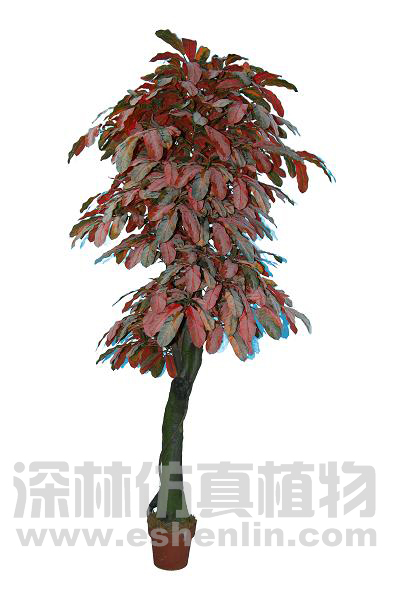 招财树