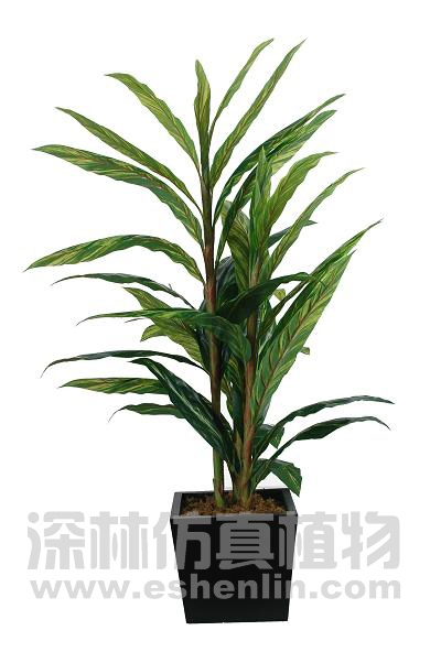 珍珠兰