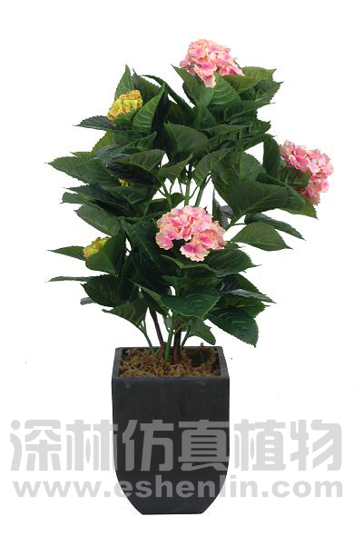 绣球花
