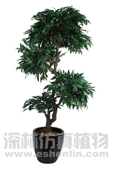 荔枝树