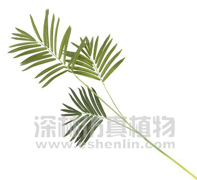 product name: 特级散尾葵